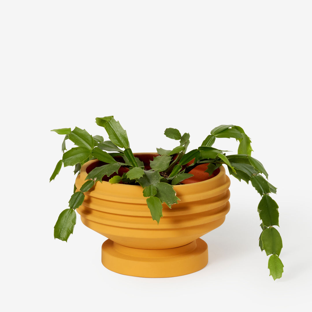 STRATA PLANT VESSEL | Yellow PLANTER | Simone Brewster | Areaware