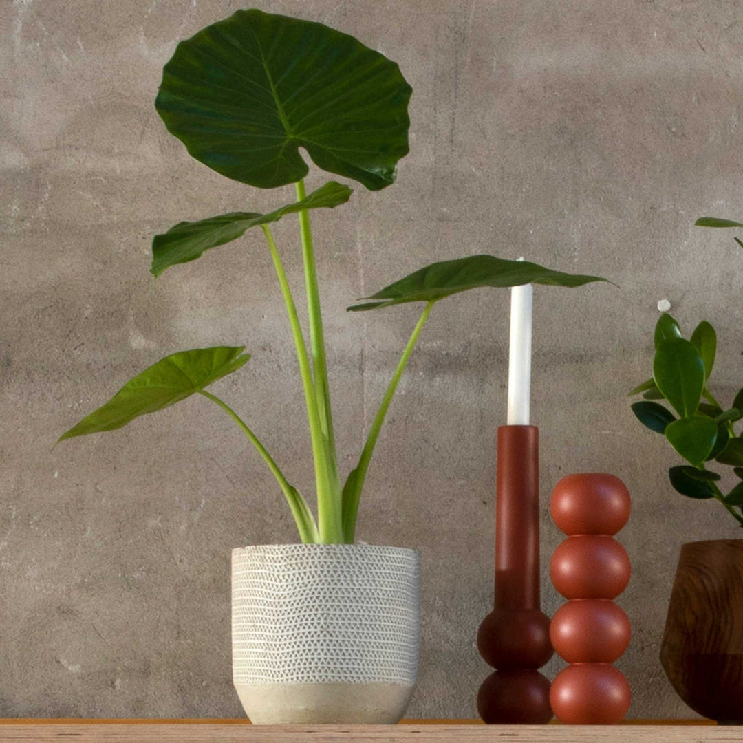 CONE HIGH - Holz-Kerzenhalter 32 cm hoch | Lemon Lily